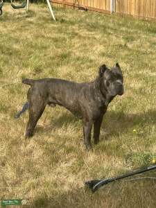 Cane corso brindle with gray mask  Listing Image
