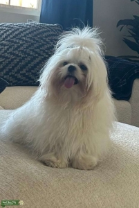 Purebred Korean Maltese Stud – DNA Tested Listing Image