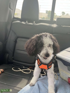 Parti poodle stud Listing Image
