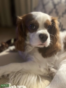 King Charles Cavalier Listing Image