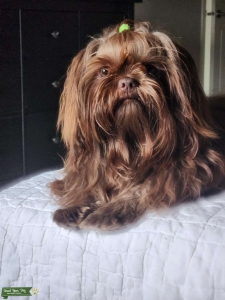 AKC LIVER SHIH TZU  Listing Image