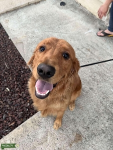 Dark Golden Retriever  Listing Image