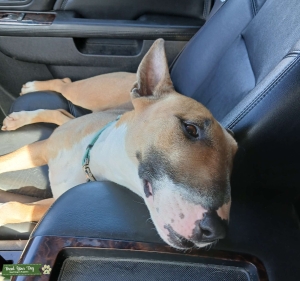 Female needing stud! Listing Image