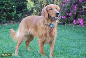 AKC/OFA Dark Red Golden Retriever  Listing Image