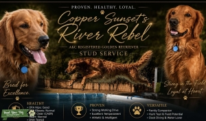 AKC/OFA Dark Red Golden Retriever  Listing Image