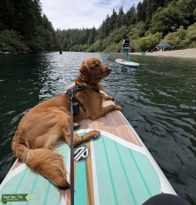 AKC/OFA Dark Red Golden Retriever  Listing Image