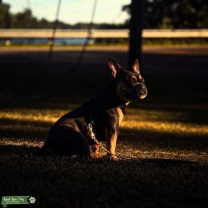 Titan Frenchie bullie Listing Image