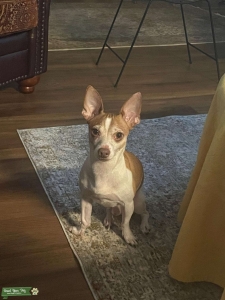 Lovable deer head chihuahua  Listing Image