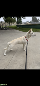 White German Shepherd  Listing Image