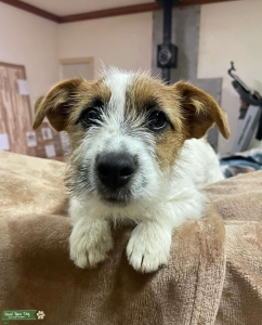 Looking for AKC registered broken coat/wire hair Jack Russell Male Stud Listing Image