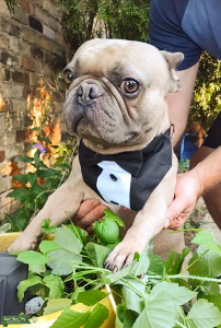 Sweet High Value Male French Bull Dog Listing Image