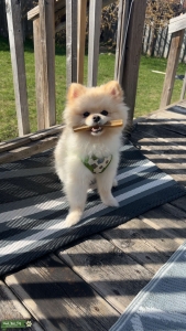 Purbred Pomeranian  Listing Image