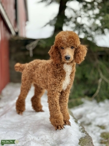 Proven Poodle Stud Dog ($1,500 Stud Fee) Listing Image
