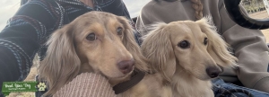 Long hair dachshund Listing Image