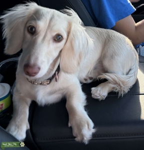 Long hair dachshund Listing Image