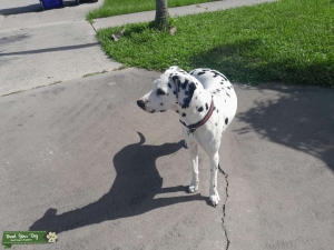 Dalmatian Female Listing Image