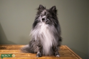 POMERANIAN STUD-MERLE Listing Image