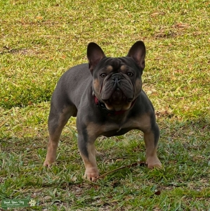 Fred – Blue & Tan French Bulldog Stud (AKC Registered) Listing Image