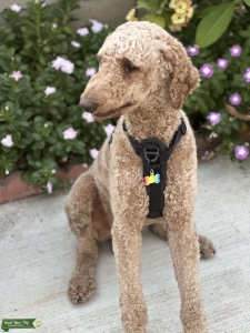 Akc apricot standard poodle Listing Image