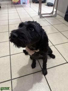 3 year old black cockapoo girl Listing Image