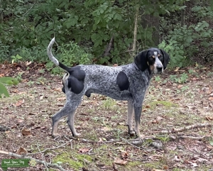 Bluetick Coonhound Listing Image