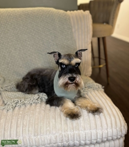 AKC Mini  Listing Image