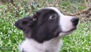 Border Collie in his prime ready to make beautiful pups! Listing Image