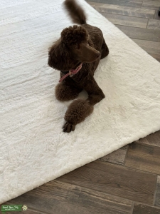 Standard Poodle seeking Old English Sheepdog or merle standard poodle stud Listing Image
