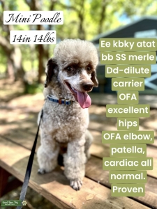 Mini Poodle Listing Image