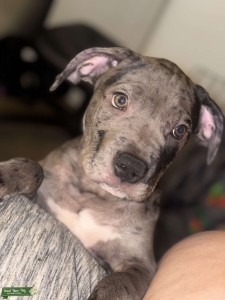 Meet Zeus Listing Image