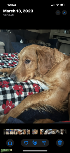 Golden Retriever  Listing Image