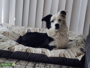 Mini Aussie Listing Image