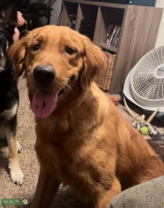 AKC Red Golden Retriever  Listing Image