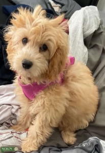 Tan and White Mini GoldenDoodle Listing Image