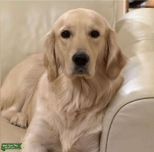 Beautiful Golden Retriever Bitch Available for Stud Listing Image