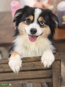 Stunning Black Tri Toy Aussie for stud Listing Image