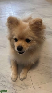 Purebred Female Ready to Mate Listing Image