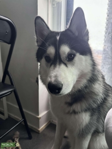 Handsome Male Husky  Listing Image