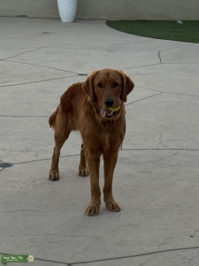 Male Golden Retriever Stud Listing Image