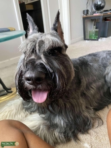 P/S Giant Schnauzer Listing Image