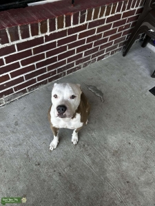 Bully/stuffy mix white and brown Listing Image
