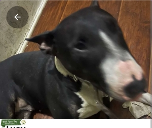 Bull terrier Listing Image