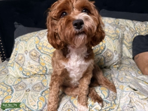 Cavapoo Listing Image