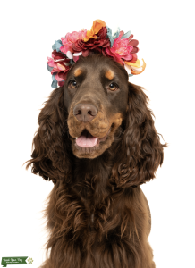 Female Tan and Chocolate English Cocker Spaniel (Show) 2 years old Listing Image
