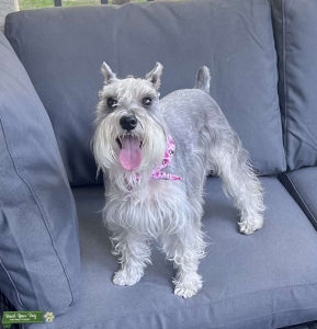 AKC registered Salt n Pepper Princess  Listing Image