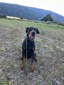 European Doberman Listing Image