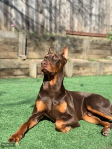 Male Doberman available to breed. Listing Image