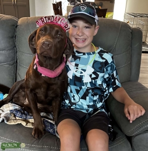 AKC Chocolate Lab looking for stud Listing Image