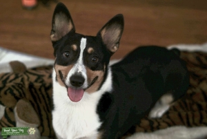 2y TriColor Pembroke Welsh Corgi Listing Image