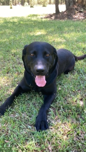 AKC Health Tested Black Stud Listing Image